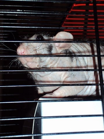 Самые красивые крысы - Фото №18
