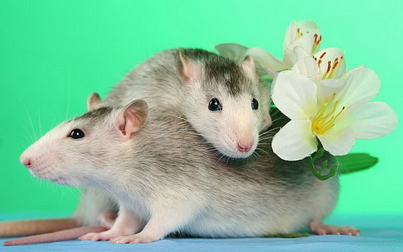 Самые красивые крысы - Фото №24