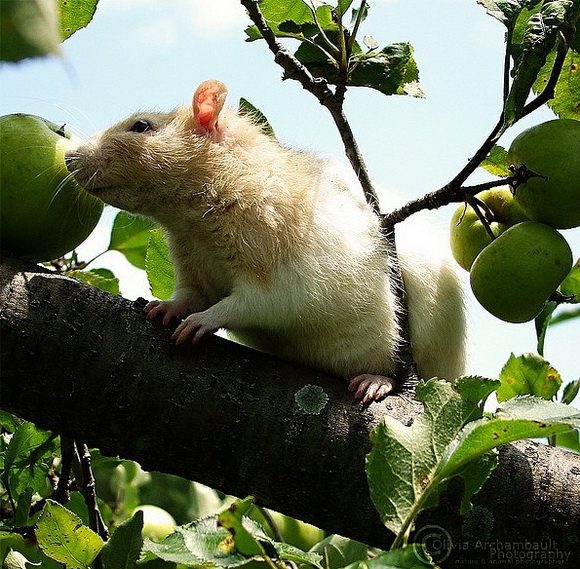 Самые красивые крысы - Фото №26