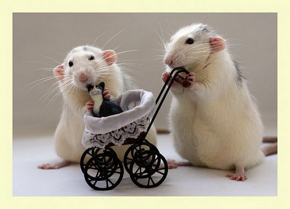 Самые красивые крысы - Фото №28