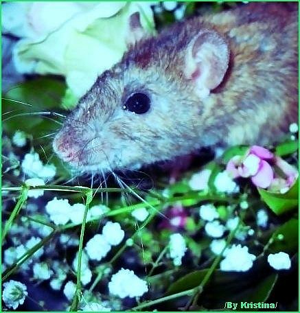Самые красивые крысы - Фото №30