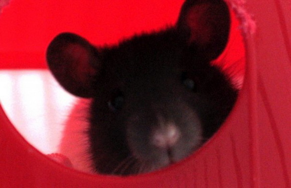 Самые красивые крысы - Фото №32