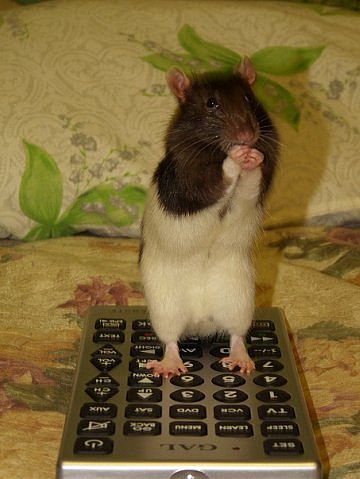 Самые красивые крысы - Фото №34