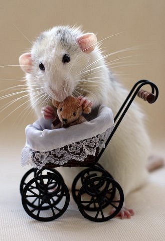 Самые красивые крысы - Фото №39