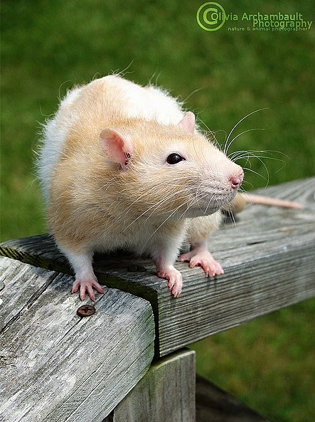 Самые красивые крысы - Фото №43