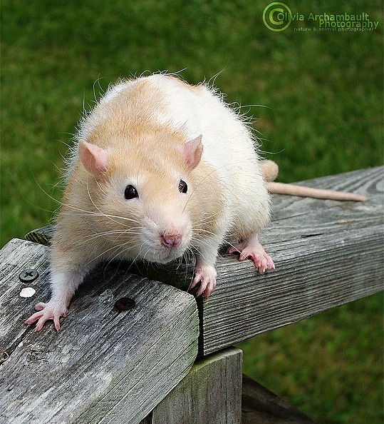 Самые красивые крысы - Фото №45