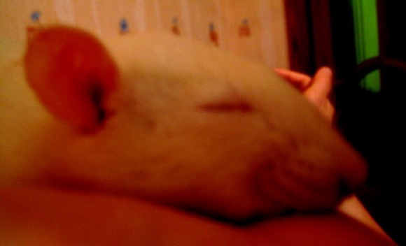 Самые красивые крысы - Фото №46