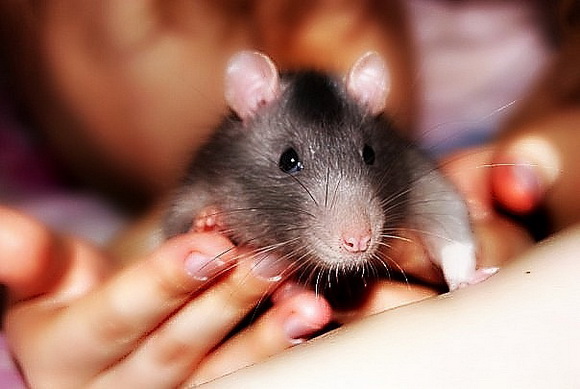 Самые красивые крысы - Фото №47