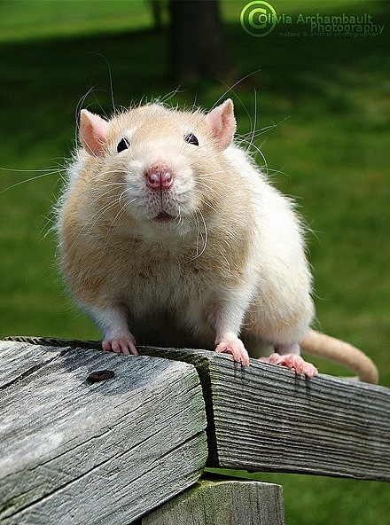 Самые красивые крысы - Фото №48