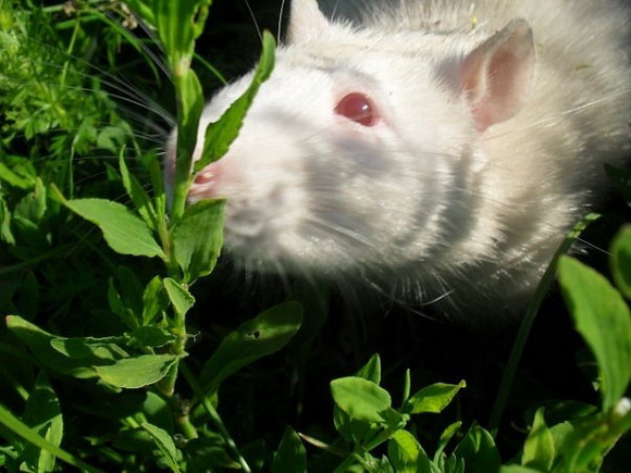 Самые красивые крысы - Фото №49