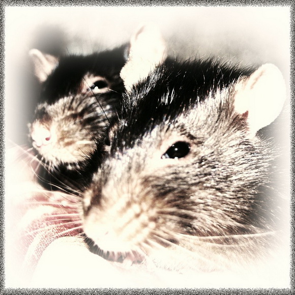 Крыски - милые создания - Фото №45