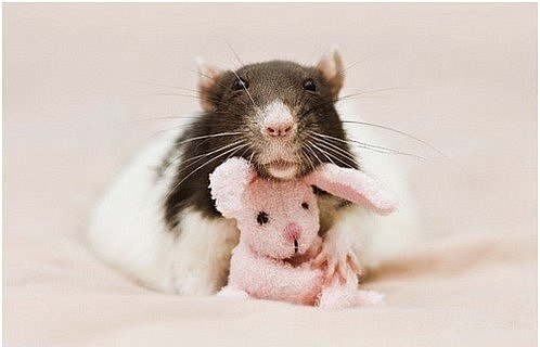 Самые красивые крысы - Фото №50