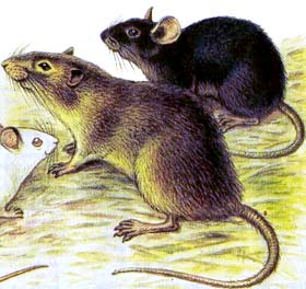 Крысы и люди - лучшие друзья! - Фото №19