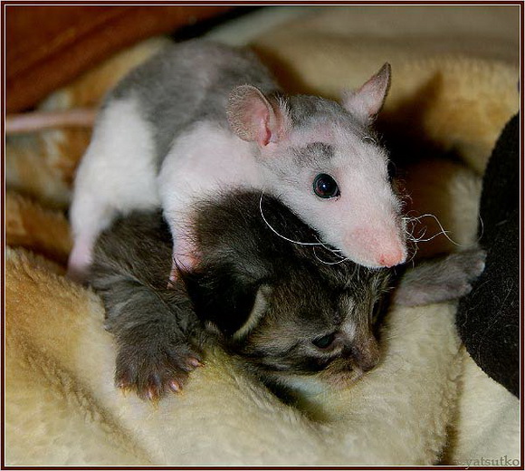 Крысы и люди - лучшие друзья! - Фото №24