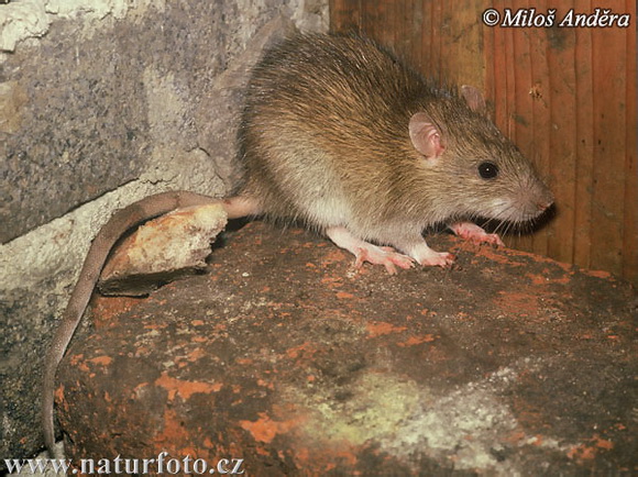 Крысы и люди - лучшие друзья! - Фото №44