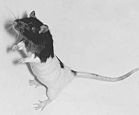 Подборка фотографий крыс