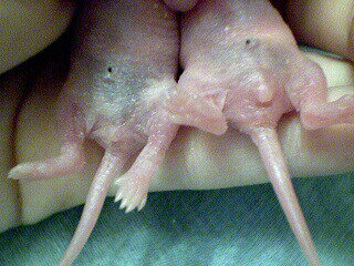 Определение пола новорожденных крысят