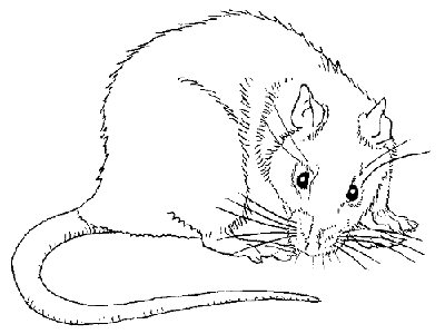 Рисунки крысоводов