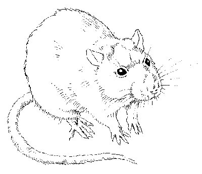 Рисунки крысоводов - Рисунок №2
