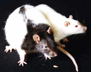 Просто крысы - Фото №2