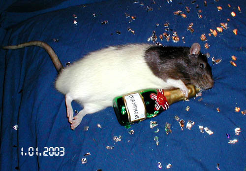 Просто крысы - Фото №7