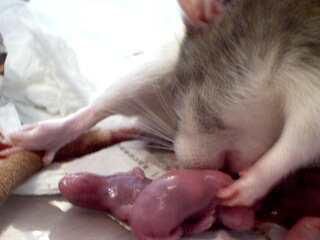 Роды у крыс. (фотообзор)