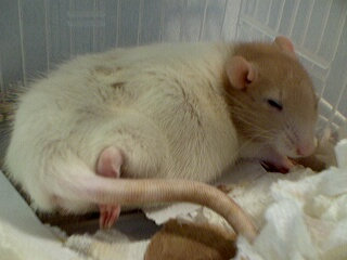 Роды у крыс. (фотообзор)