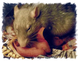 Основы разведения крыс