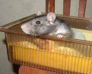 Фотогаллерея крысы Зюзи