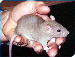 Рост и развитие крысят