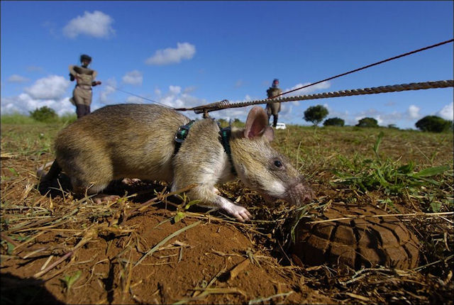 Африканские крысы продолжают искать мины