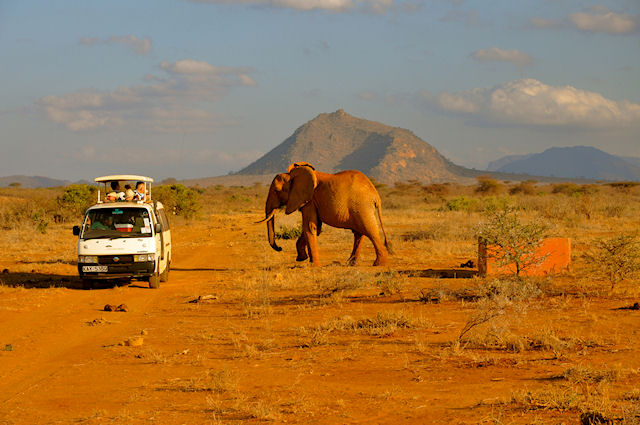 Африканское сафари: охота на диких зверей