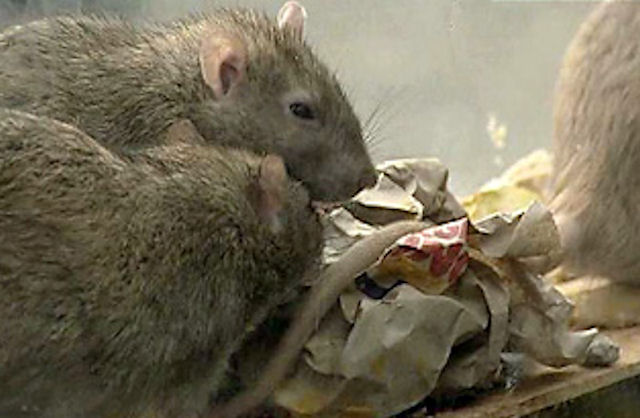 Американец содержал у себя дома 1300 крыс