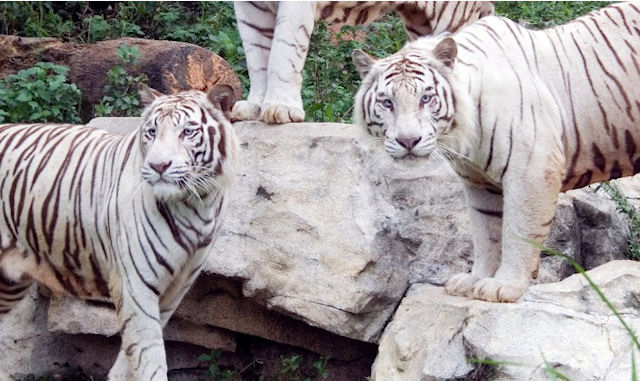 Ученые нашли ген, подаривший бенгальским тиграм белый окрас