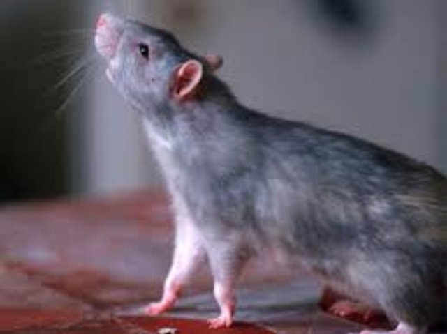 Благодаря крысам ученые поняли, как избавить людей от наркотической зависимости
