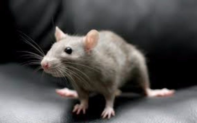Декоративная крыса, которая хочет поселиться в Вашем доме