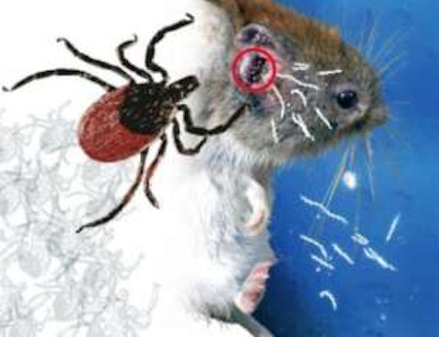 Дикие мыши придумали как противостоять некоторым болезням