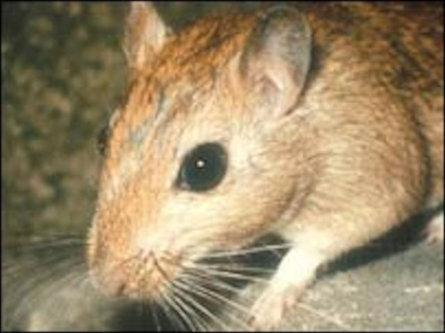 Домашние крысы и мыши могут заразить хозяев опасной болезнью