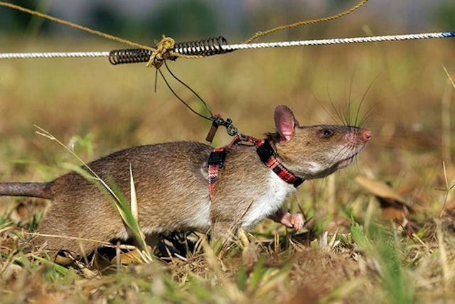 Гигантские африканские крысы научились вынюхивать туберкулёз