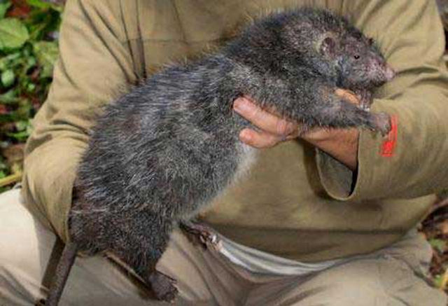 Гигантские крысы захватят Землю?