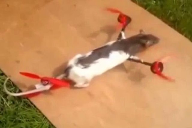 Голландский школьник создал вертолёт из чучела крысы