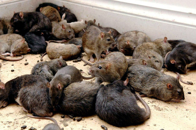 Грызуны стали мутантами в результате борьбы людей с крысами