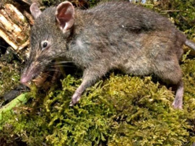 Индонезийские ученые нашли беззубых крыс