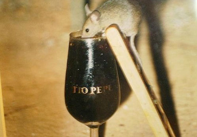 Испанские мыши являются ценителями вина