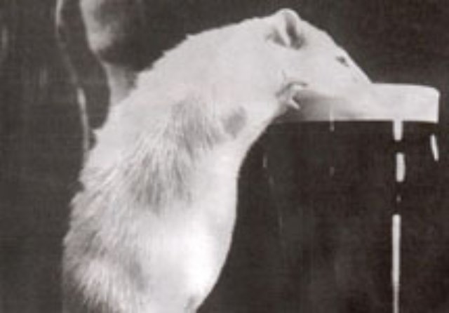 Испанские ученые вывели крыс-полиглотов