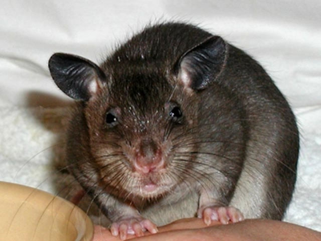 Из бельгийской квартиры выселили 46 гигантских крыс