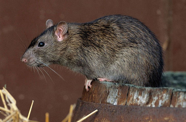 Какие опасные патогены скрывают крысы Нью-Йорка?