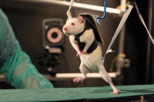 Компьютер позволил соединить мозги двух крыс