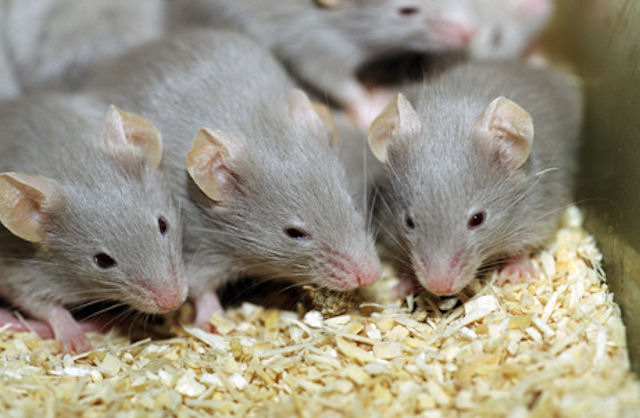 Кору мозга мышей восстановили при помощи  искусственных клеток
