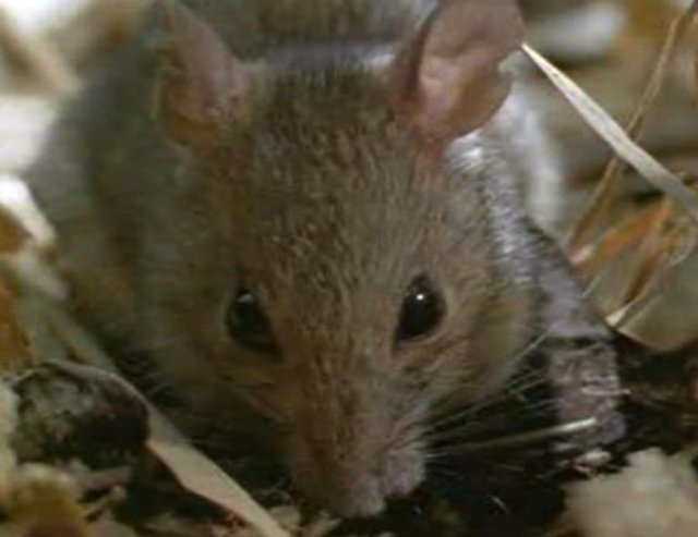 Крыс использовали для проведения эксперимента над людьми